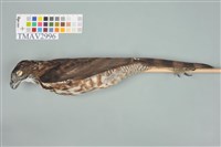 藏品(鳳頭蒼鷹)的圖片